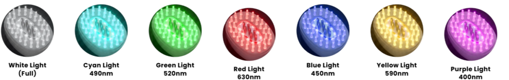Scalpistry LED Light Therapy